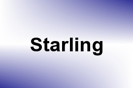 Starling name image